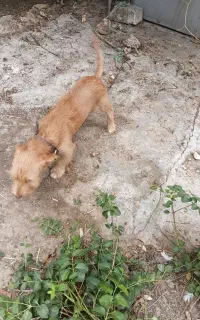 سگ پاکوتا