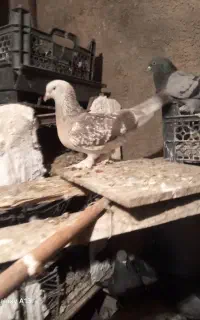 کبوتر ترکیه ای اصیل میکسی ماده