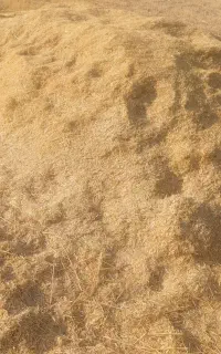 کاه گندم درجه یک