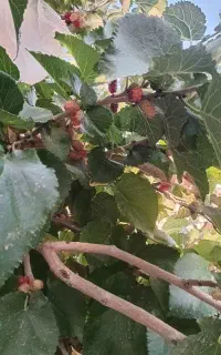 شاتوت تازه