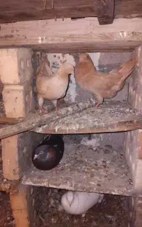 کبوتر درجایی
