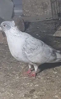 کبوتر رنگی وآلمانی