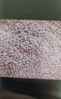 گندم دیم فروشی 55 تومن