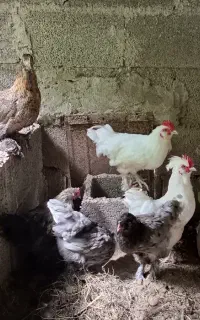 مرغ و خروس زینتی پاپری
