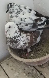 کبوتر