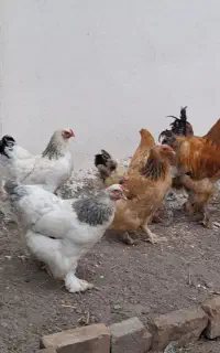 مرغ و خروس برهما اصیل