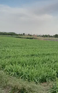 کارگر اقا