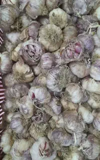 سیر خندان مغان