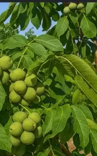 گردو سبز درجه یک