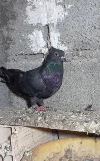کفتر‌موشی‌وپرشی