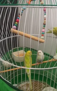 مرغ عشق سه عدد