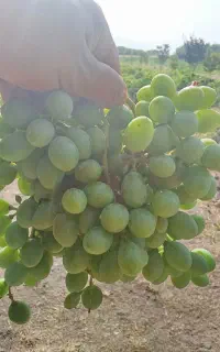 غوره غریب دون شده