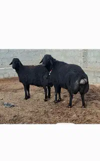 قوچ افشاری  سیاه