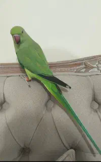ملنگو ماده