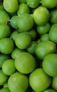 فروش لیمو درجه یک محلی آبدار