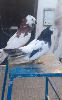کبوتر