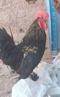 خروس گلین