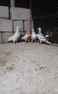 سار
