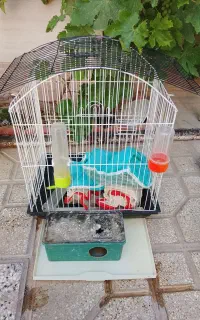قفس پرنده سطل و جا دسمالی نو نو گلدون سفالی