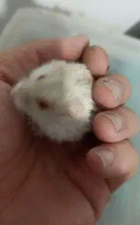 همستر