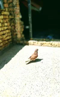کبوتر