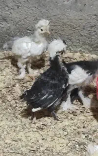 جوجه سلطان