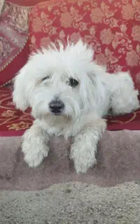 سگ شیتزو ماده ۱سال