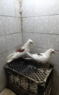 کبوتر  دوکت