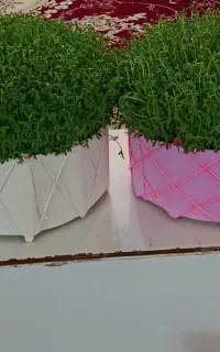 سبزه