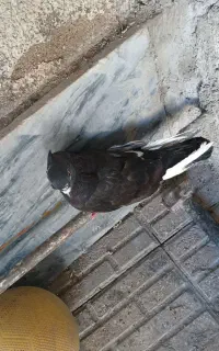 کبوتر گجله و چیل