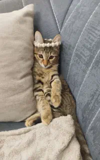 گربه خیابانی ۴ ماه