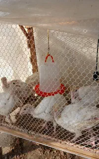نیمچه بوقلمون گوشتی