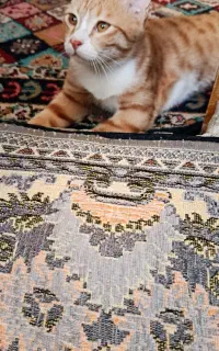 گربه خانگی