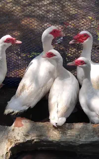 اردک روسی