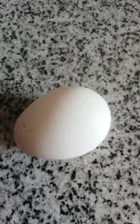 تخم اردک تازه نطفه دار خارجی