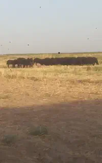 کاور ماده قره قزل افشار