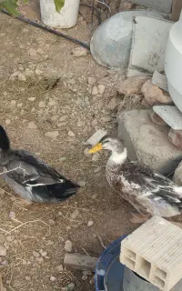 اردک