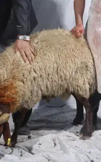قصاب در محل