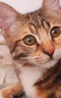 واگذاری گربه dsh