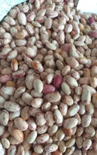 لوبیا چیتی محلی