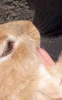 خرگوش