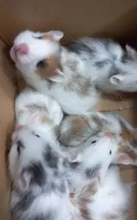 همستر دست اموز رام پشمالو