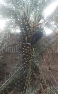 قطع نخل بریدن نخل بریدن درخت حرس نخل سمپاشی
