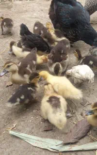 جوجه اردک اسرایلی