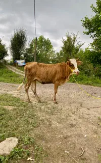 لیشه چالوشی