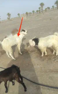 سلام پنجاب دو رگه