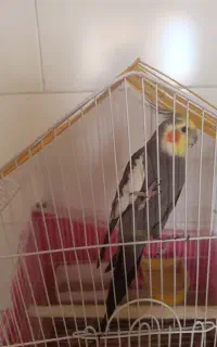 عروس هلندی نر
