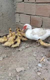 جوجه اردک اسرائیلی