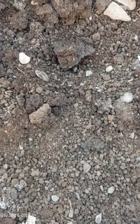 فروش  کود بزشهر جم