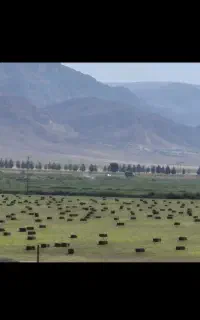 فروش یونجه
